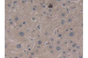 Detection of CASP5 in Human Liver Tissue using Polyclonal Antibody to Caspase 5 (CASP5) (CASP5 抗体  (AA 145-327))