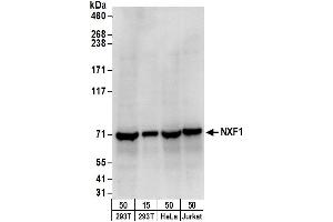 Western Blotting (WB) image for anti-Nuclear RNA Export Factor 1 (NXF1) (AA 1-50) antibody (ABIN7450518)