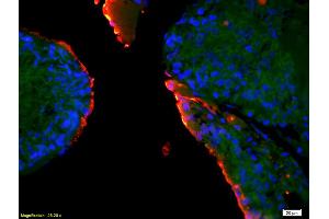 Formalin-fixed and paraffin-embedded rat testis labeled with Anti-EPHA10 Polyclonal Antibody, Unconjugated (ABIN1714266) 1:200, overnight at 4°C, The secondary antibody was Goat Anti-Rabbit IgG, Cy3 conjugated used at 1:200 dilution for 40 minutes at 37°C. (EPH Receptor A10 抗体  (AA 151-250))
