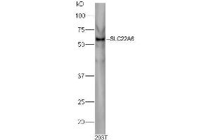 293T cell lysates probed with Rabbit Anti-Slco1a1 Polyclonal Antibody, Unconjugated  at 1:500 for 90 min at 37˚C. (Slco1a1 抗体  (AA 2-90))