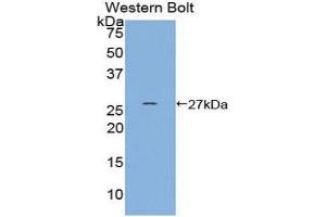 Western Blotting (WB) image for anti-Heat shock factor protein 2 (HSF2) (AA 1-200) antibody (ABIN1859207) (HSF2 抗体  (AA 1-200))