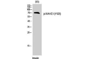 Western Blotting (WB) image for anti-WAS Protein Family, Member 1 (WASF1) (pTyr125) antibody (ABIN3173244) (WASF1 抗体  (pTyr125))
