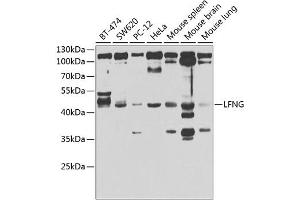 Western blot analysis of extracts of various cell lines, using LFNG antibody (ABIN6131859, ABIN6143153, ABIN6143155 and ABIN6223317) at 1:1000 dilution. (LFNG 抗体  (AA 1-250))