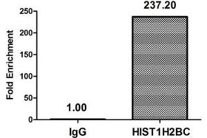 Chromatin Immunoprecipitation Hela (10 6 , treated with 30 mM sodium butyrate for 4h) were treated with Micrococcal Nuclease, sonicated, and immunoprecipitated with 5 μg anti-HIST1H2BC (ABIN7139170) or a control normal rabbit IgG. (Histone H2B 抗体  (acLys20))