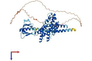 PLEKHA8 Protein (AA 1-519) (His tag)