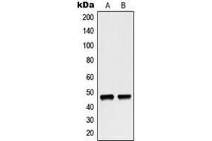 Western blot analysis of p47 phox expression in MCF7 (A), HeLa (B) whole cell lysates. (NCF1 抗体  (C-Term))