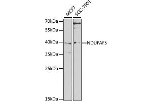 Western blot analysis of extracts of various cell lines, using NDUF antibody (ABIN6128985, ABIN6144470, ABIN6144471 and ABIN6222949) at 1:1000 dilution. (C20orf7 抗体  (AA 196-345))