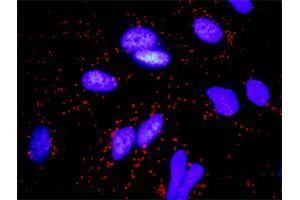 Proximity Ligation Analysis of protein-protein interactions between FGFR2 and FGF10. (FGF10 抗体  (AA 38-137))