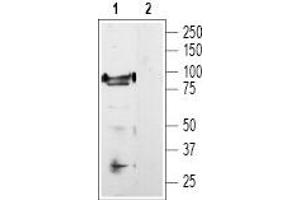 Western Blotting (WB) image for anti-Transient Receptor Potential Cation Channel, Subfamily V, Member 1 (TRPV1) (AA 824-838), (Intracellular) antibody (ABIN7043841)