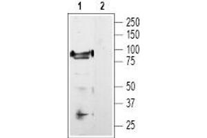 Western blot analysis of rat DRG lysate: - 1. (TRPV1 抗体  (C-Term, Intracellular))