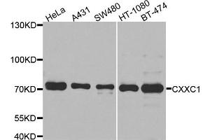 Western blot analysis of extracts of various cell lines, using CXXC1 antibody. (CXXC1 抗体)