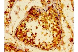 IHC image of ABIN7159581 diluted at 1:100 and staining in paraffin-embedded human testis tissue performed on a Leica BondTM system. (METAP2 抗体  (AA 313-449))