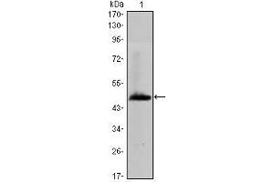 Western Blot showing HAS1 antibody used against human HAS1 (AA: 74-243) recombinant protein.