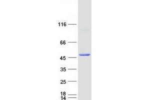 Validation with Western Blot