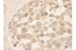 anti-SRSF Protein Kinase 1 (SRPK1) (AA 275-325) antibody