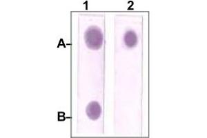 Dot Blot : 1 ug peptide was blot onto NC membrane. (STAT3 抗体)