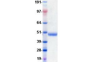Validation with Western Blot