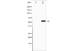Western blot analysis of AFX phosphorylation expression in serum treated 293 whole cell lysates,The lane on the left is treated with the antigen-specific peptide. (FOXO4 抗体  (pSer197))
