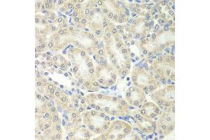 Immunohistochemistry of paraffin-embedded mouse kidney using PRDX5 antibody. (Peroxiredoxin 5 抗体  (AA 53-214))