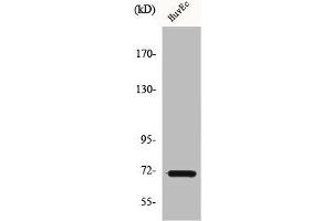 Western Blot analysis of HuvEc cells using Cox-1 Polyclonal Antibody (PTGS1 抗体  (C-Term))