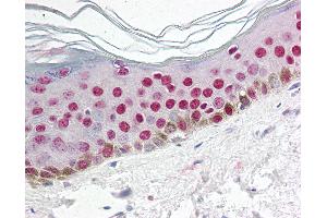 Anti-CCNO / Cyclin O antibody IHC of human skin. (Cyclin O 抗体  (N-Term))