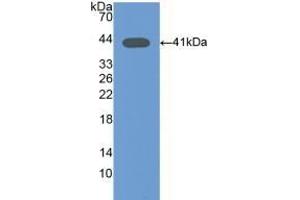 Detection of Recombinant Osteocalcin, Mouse using Polyclonal Antibody to Osteocalcin (OC) (Osteocalcin 抗体  (AA 14-95))