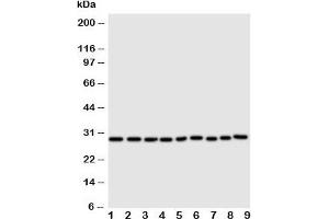 Western blot testing of Peroxiredoxin 3 antibody and Lane 1:  rat brain;  2: (r) lung;  3: (r) kidney;  and human cell line lysate 4: HeLa;  5: Jurkat;  6: 293T;  7: MCF-7;  8: A549;  9: U20S.