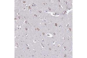 Immunohistochemical staining of human cerebral cortex with HS2ST1 polyclonal antibody  shows granular cytoplasmic positivity in neuronal cells. (HS2ST1 抗体)