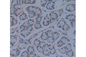IHC-P analysis of Rat Tissue, with DAB staining. (TGFBR3 抗体  (AA 210-465))