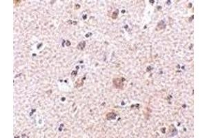 Immunohistochemistry (IHC) image for anti-Mesencephalic Astrocyte-Derived Neurotrophic Factor (MANF) (N-Term) antibody (ABIN1031449) (MANF 抗体  (N-Term))