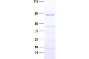 Validation with Western Blot (PRKAG2 Protein (His tag))