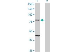 Western Blot analysis of TAP1 expression in transfected 293T cell line by TAP1 monoclonal antibody (M01), clone 2B4. (TAP1 抗体  (AA 241-350))