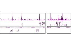HDAC1 pAb tested by ChIP-Chip. (HDAC1 抗体  (AA 1-5))