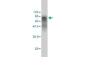 Western Blot detection against Immunogen (69. (C17orf75 抗体  (AA 1-396))