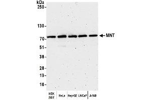 anti-MNT, MAX Dimerization Protein (MNT) (AA 1-50) antibody