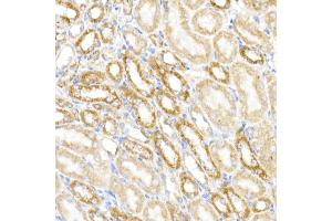 Immunohistochemistry of paraffin-embedded mouse kidney using MDH2 Rabbit mAb (ABIN7268381) at dilution of 1:25 (40x lens). (MDH2 抗体)