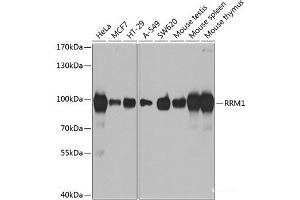 Western blot analysis of extracts of various cell lines using RRM1 Polyclonal Antibody at dilution of 1:1000. (RRM1 抗体)