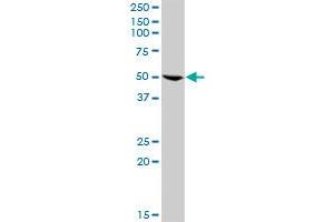 GRB7 MaxPab rabbit polyclonal antibody. (GRB7 抗体  (AA 1-532))