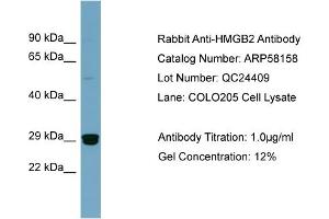 WB Suggested Anti-HMGB2  Antibody Titration: 0. (HMGB2 抗体  (Middle Region))