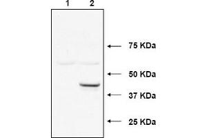 Image no. 1 for anti-Ubiquitin-Conjugating Enzyme E2, J1, U (UBE2J1) (N-Term) antibody (ABIN401384) (UBE2J1 抗体  (N-Term))