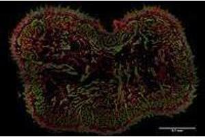 Immunofluorescence (IF) image for anti-AHNAK Nucleoprotein (AHNAK) (N-Term) antibody (ABIN263928) (AHNAK 抗体  (N-Term))