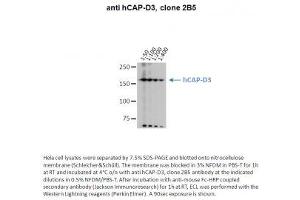 Image no. 1 for anti-Non-SMC Condensin II Complex, Subunit D3 (NCAPD3) antibody (ABIN1042599) (NCAPD3 抗体)