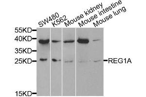 Western blot analysis of extracts of various cell lines, using REG1A antibody. (REG1A 抗体  (AA 50-150))