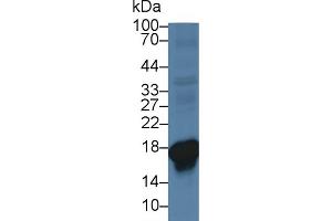 Western Blotting (WB) image for anti-Superoxide Dismutase 1, Soluble (SOD1) (AA 2-153) antibody (ABIN7443155)