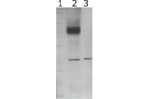 Western-Blot detection of human GFRα-2 expressed in CHO cells. (GFRA2 抗体)