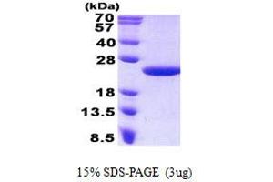 Image no. 1 for Malignant T Cell Amplified Sequence 1 (MCTS1) protein (His tag) (ABIN1098561) (MCTS1 Protein (His tag))