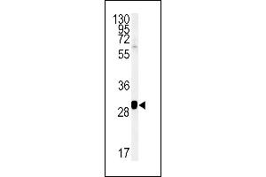 SEC31B 抗体  (C-Term)