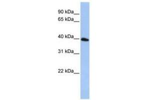 Image no. 1 for anti-Tetraspanin 17 (TSPAN17) (AA 72-121) antibody (ABIN6740790) (Tetraspanin 17 抗体  (AA 72-121))