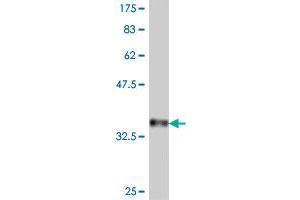 Western Blot detection against Immunogen (37. (Protocadherin 1 抗体  (AA 62-169))