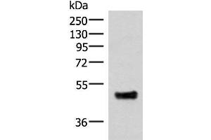 Western blot analysis of Mouse lung tissue lysate using IRX5 Polyclonal Antibody at dilution of 1:300 (IRX5 抗体)